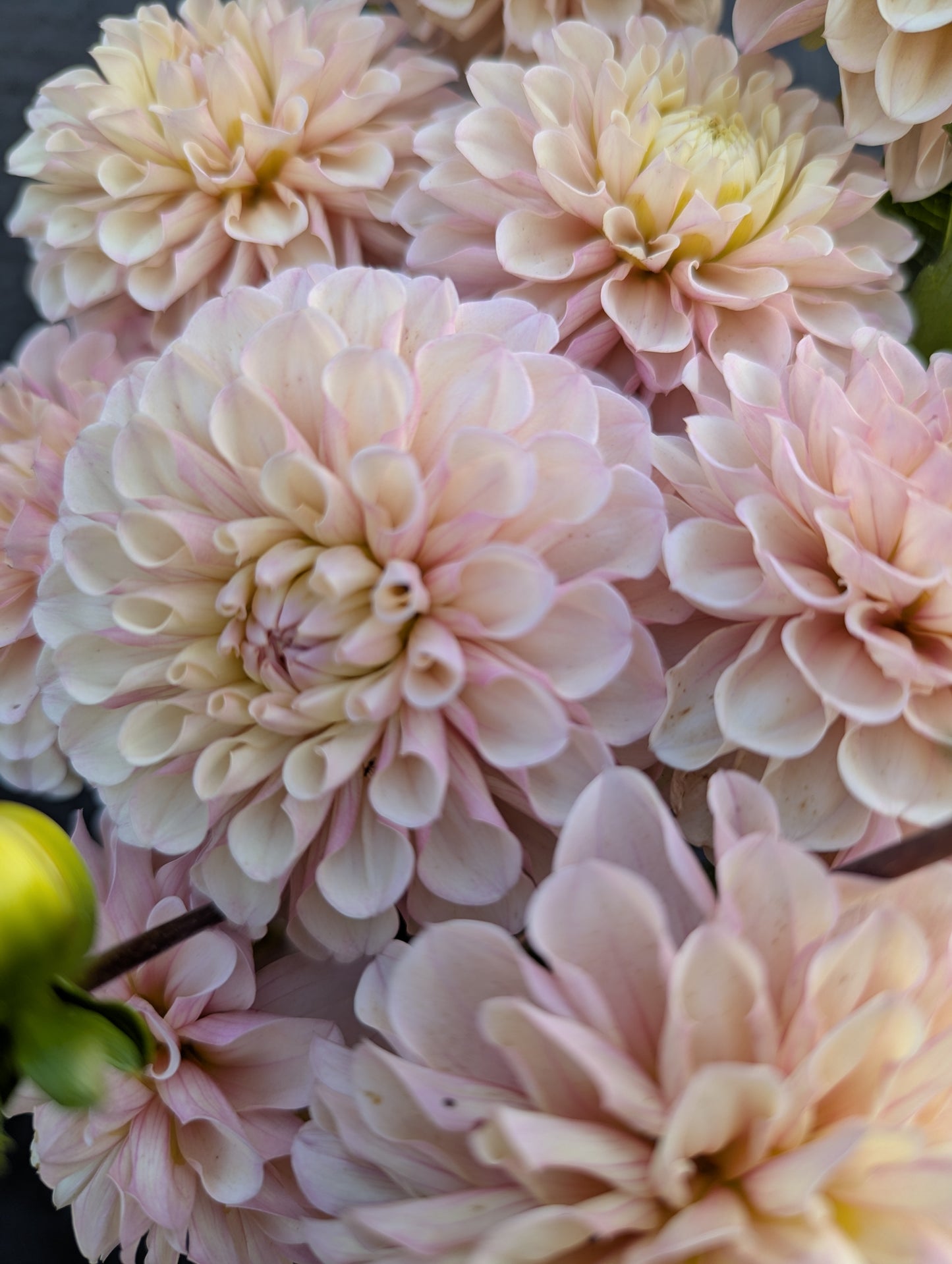 Levi's Revenant- Limit 1