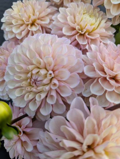 Levi's Revenant- Limit 1