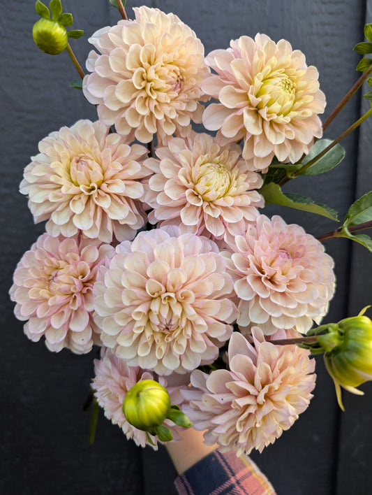 Levi's Revenant- Limit 1