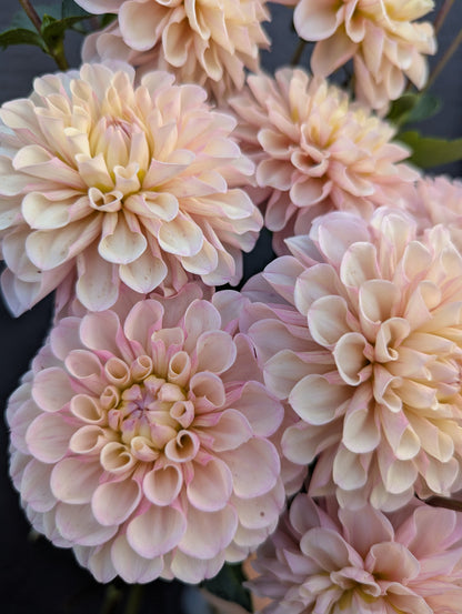 Levi's Revenant- Limit 1