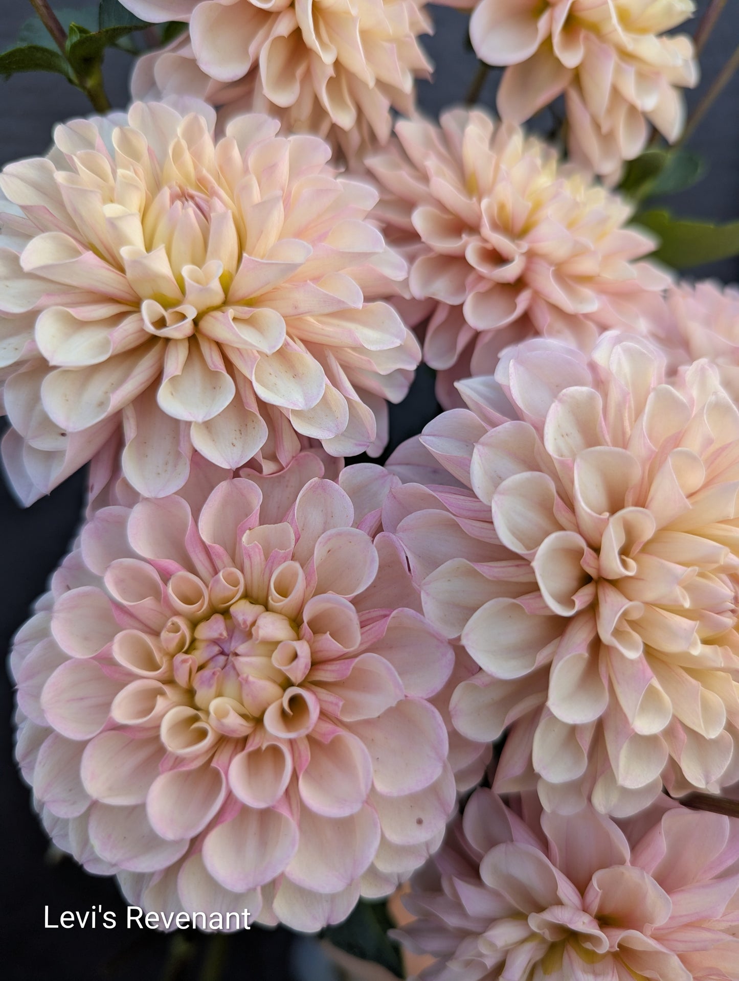 Premium Named Parent