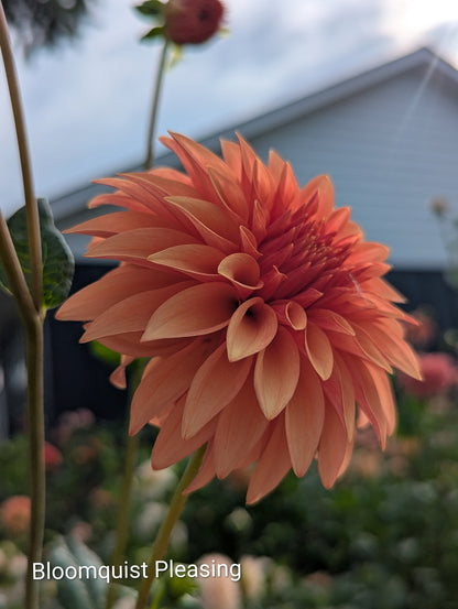 Premium Named Parent