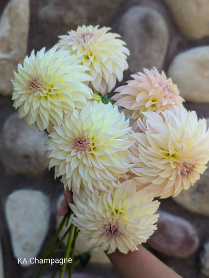 Premium Named Parent