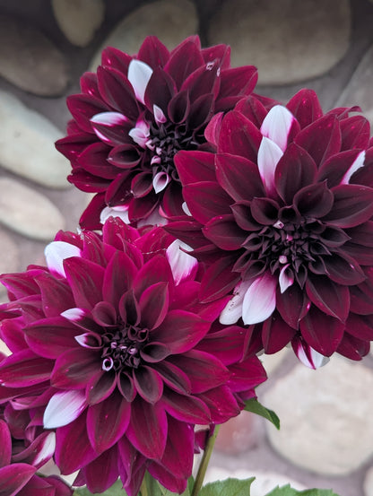 Meadowburn Clara Helen