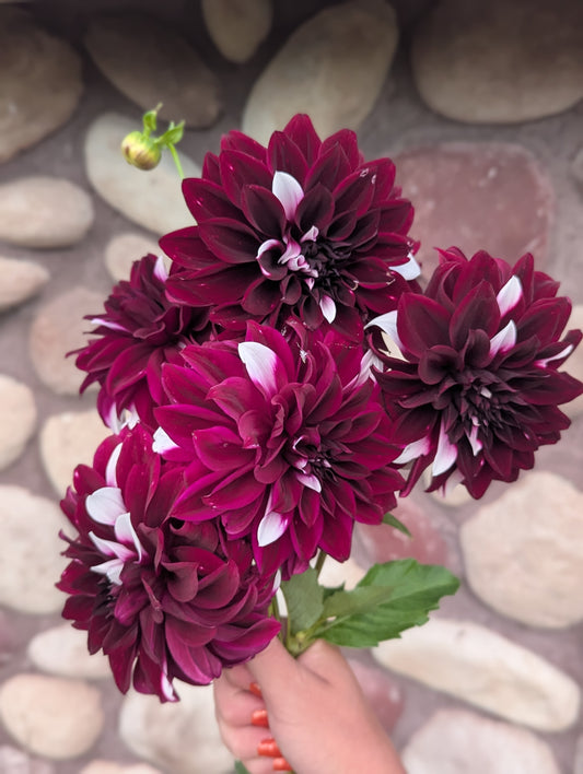 Meadowburn Clara Helen