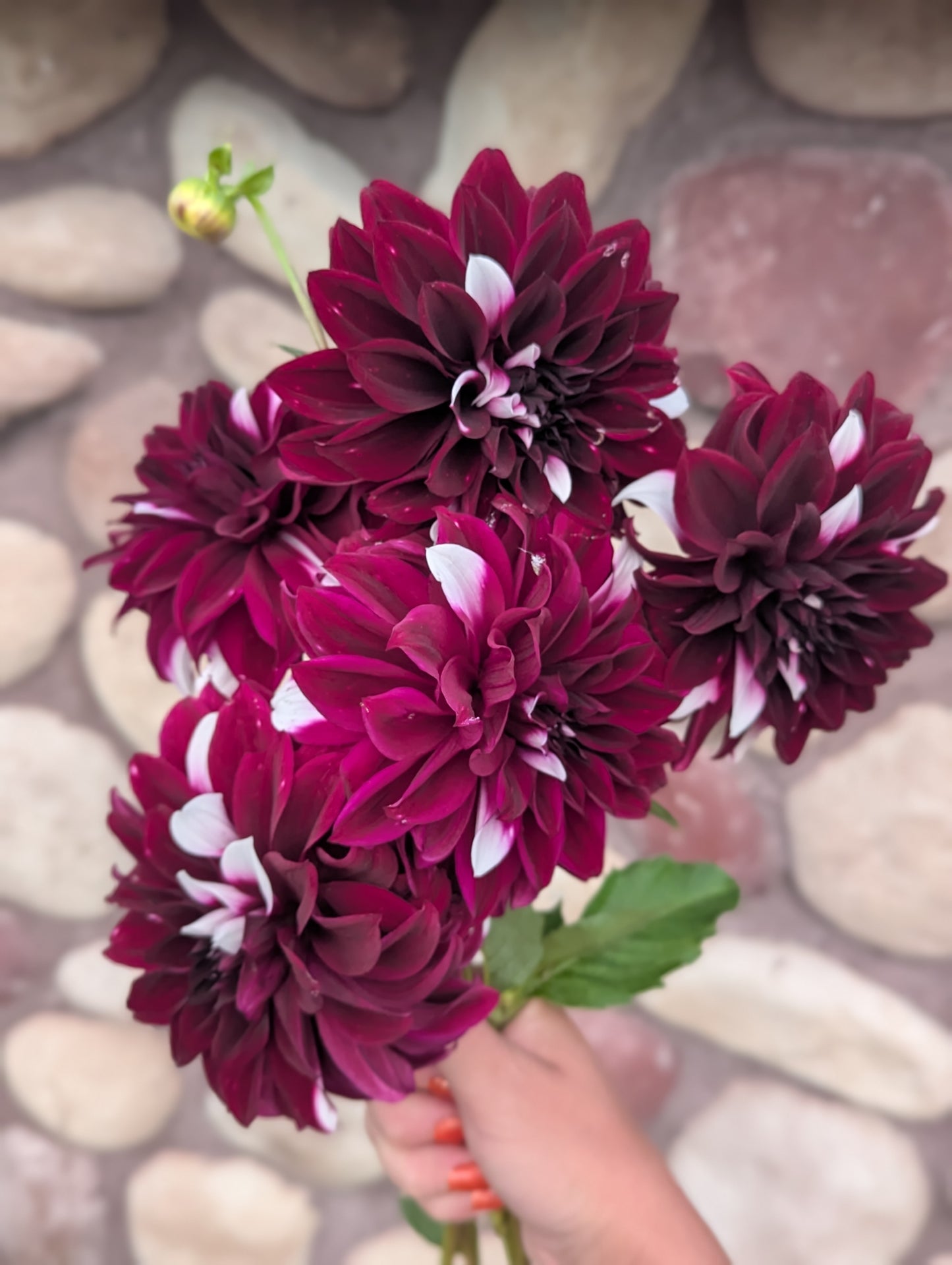 Meadowburn Clara Helen