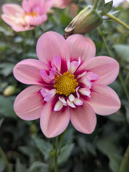 Rhubarb and Custard- Limit 1