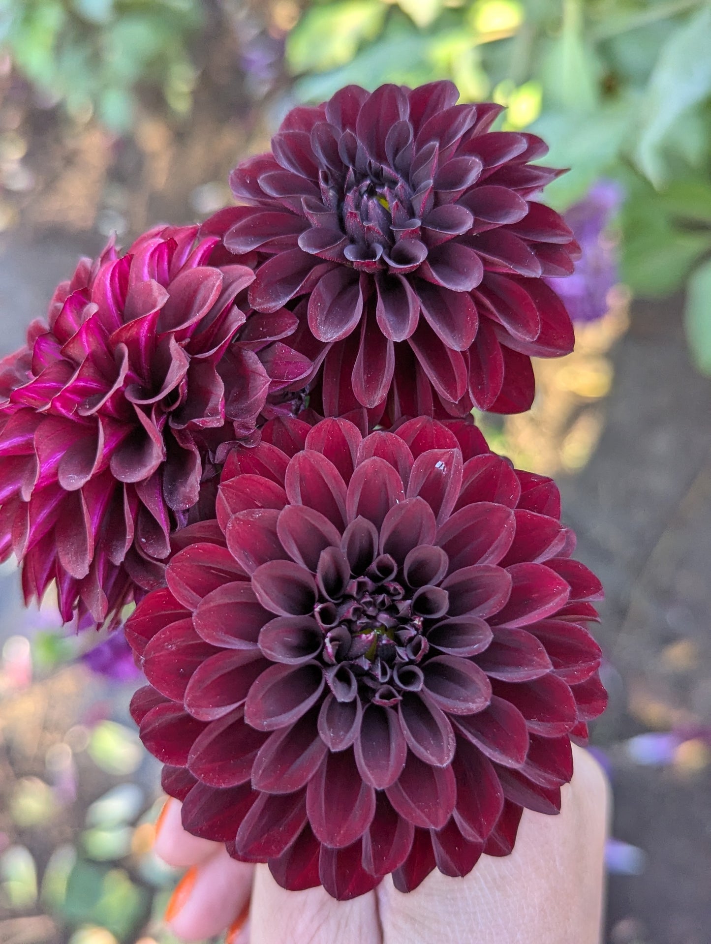 Kennedy Hill Morticia