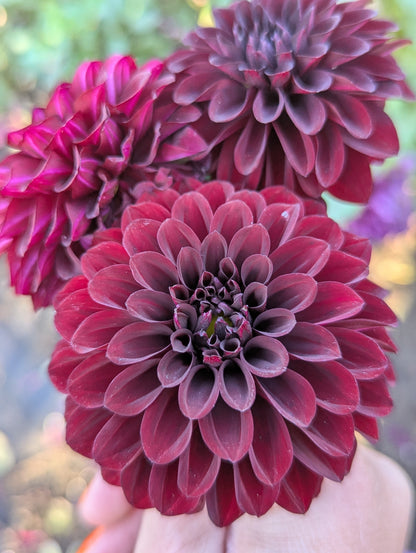 Kennedy Hill Morticia