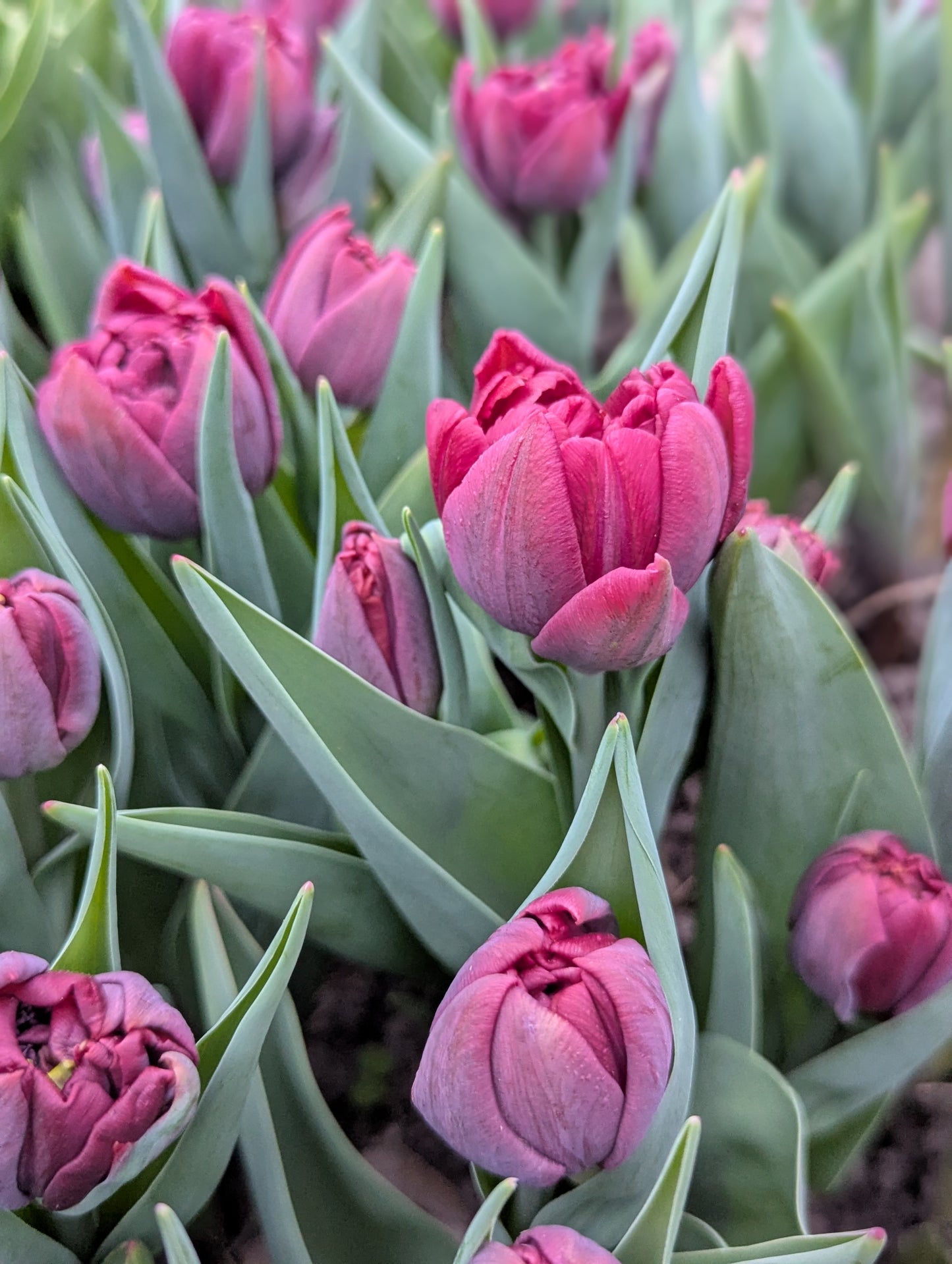 Tulip Bouquet