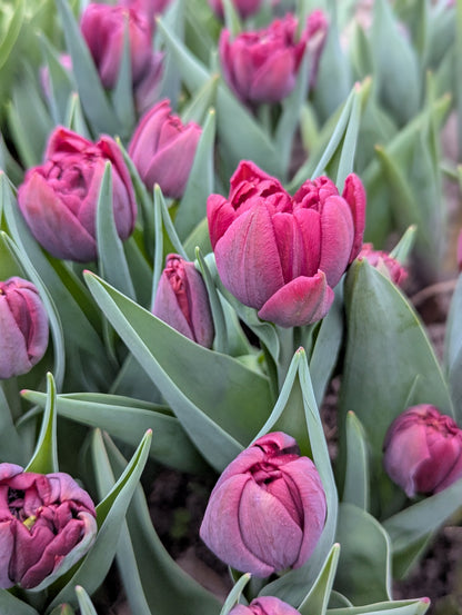 Tulip Bouquet