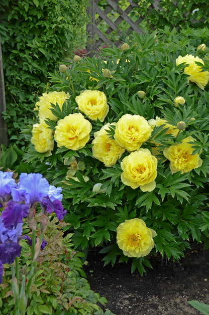 Itoh Bartzella Peony 3-5 eyes