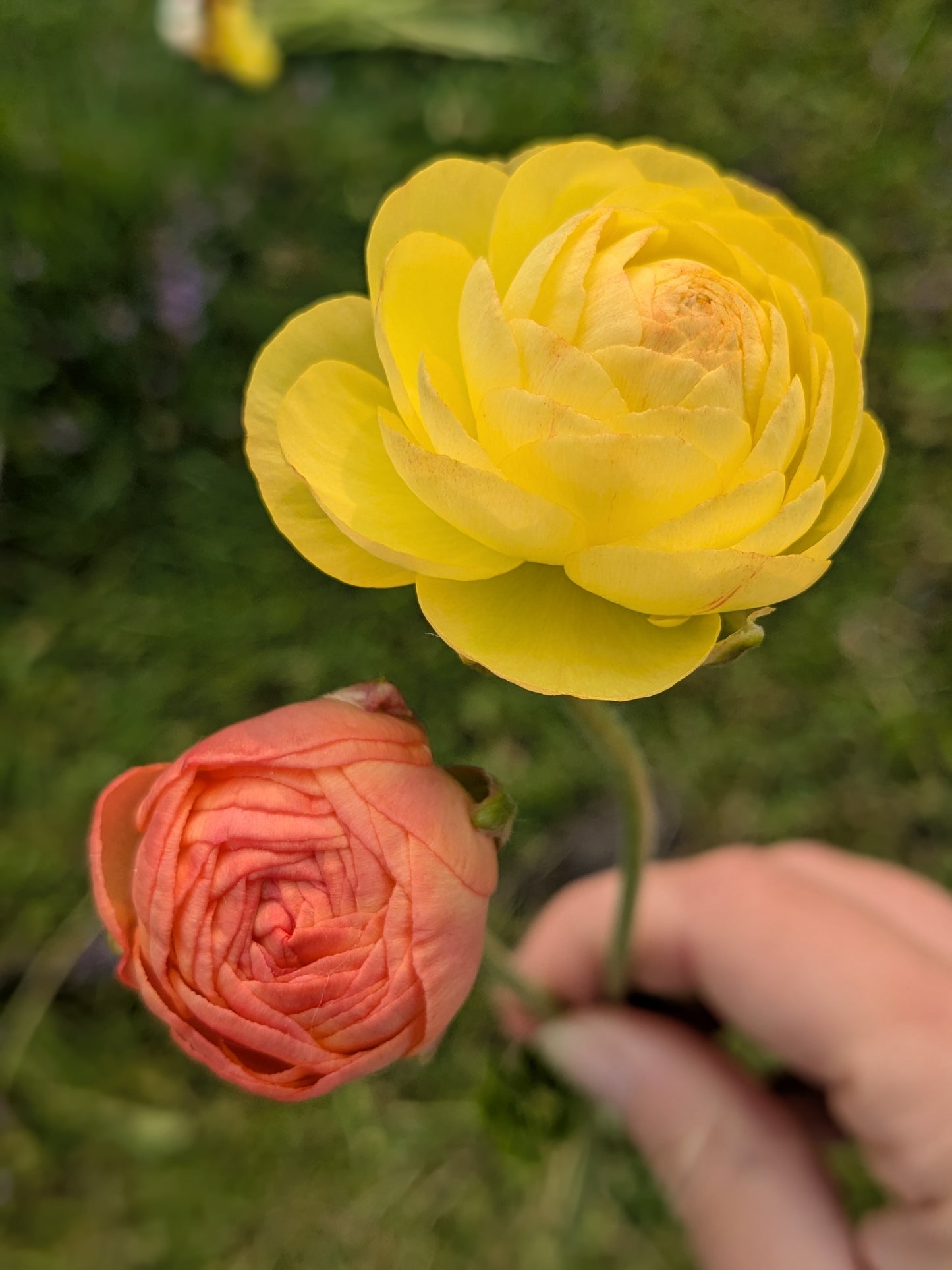 Ranunculus Amandine Pastel Lemon