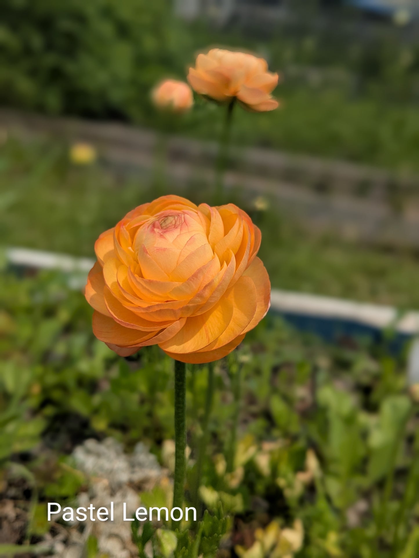 Ranunculus Amandine Pastel Lemon