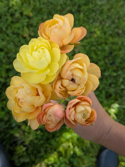Ranunculus Amandine Pastel Lemon