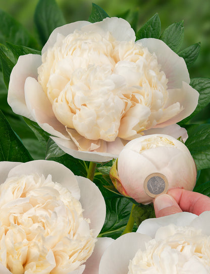 Colonel Owen Cousins Peony 3-5 eyes