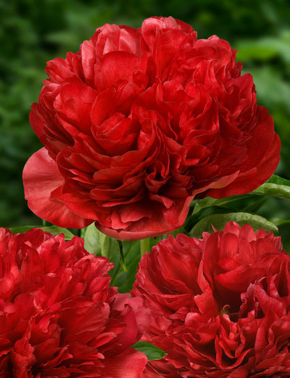 Eliza Lundy Peony 3-5 eyes