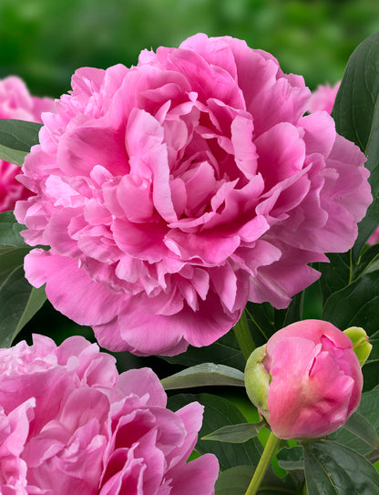 Jacorma Peony 3-5 eyes (Late blooming)