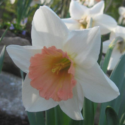 Daffodil Pink Charm