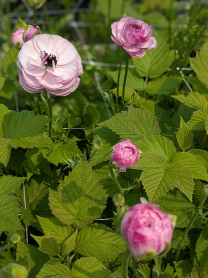 Ranunculus Amandine Purple Jean