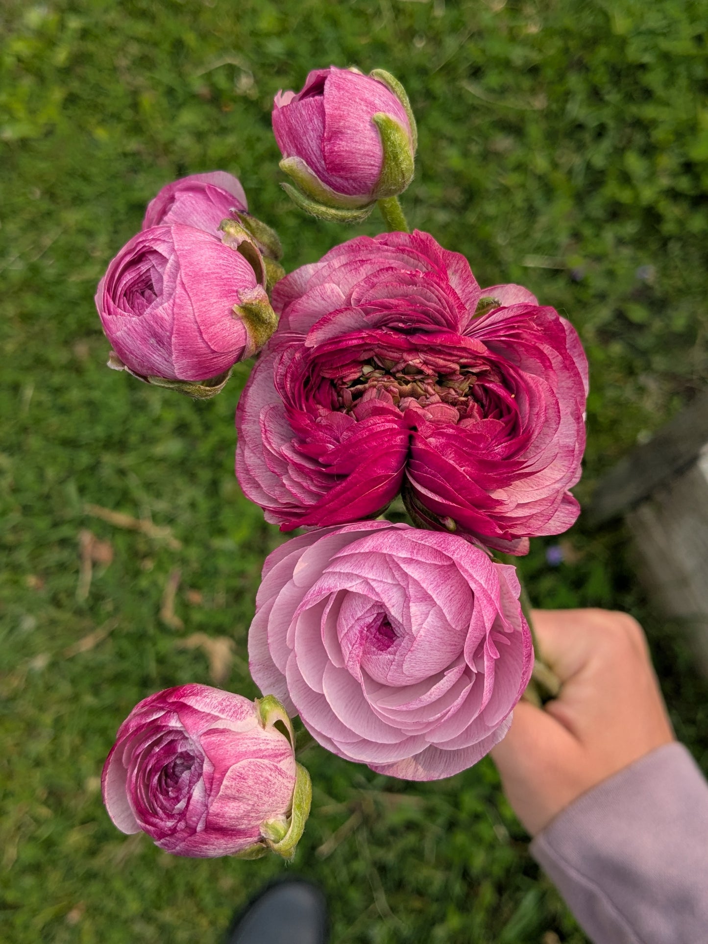 Ranunculus Amandine Purple Jean