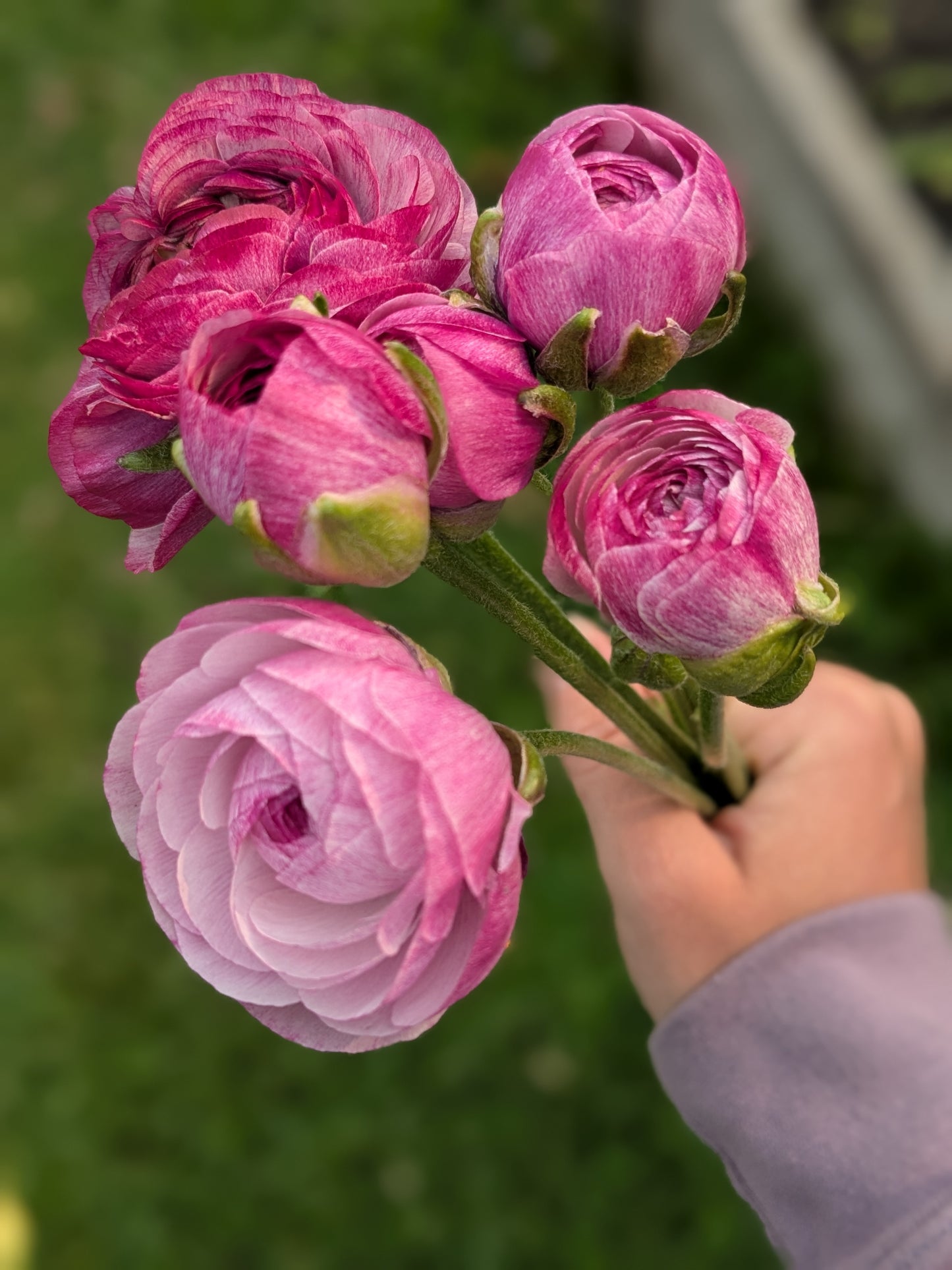 Ranunculus Amandine Purple Jean