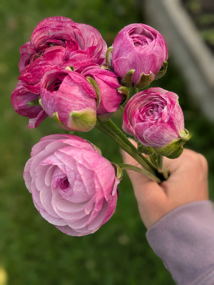 Ranunculus Amandine Purple Jean