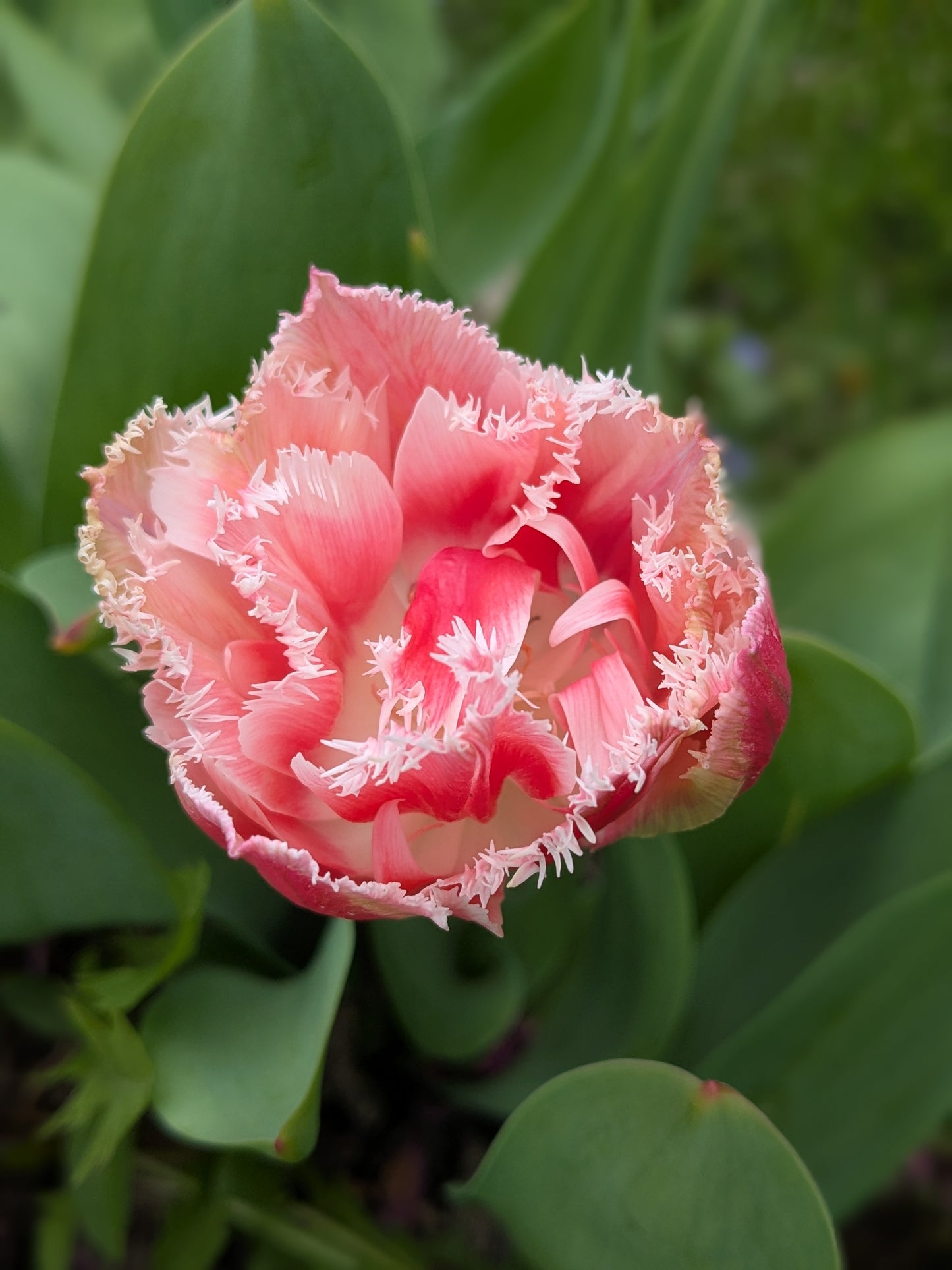 Tulip Queensland