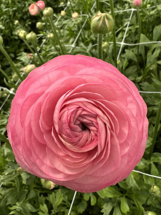 Ranunculus Amandine Pastel Pink