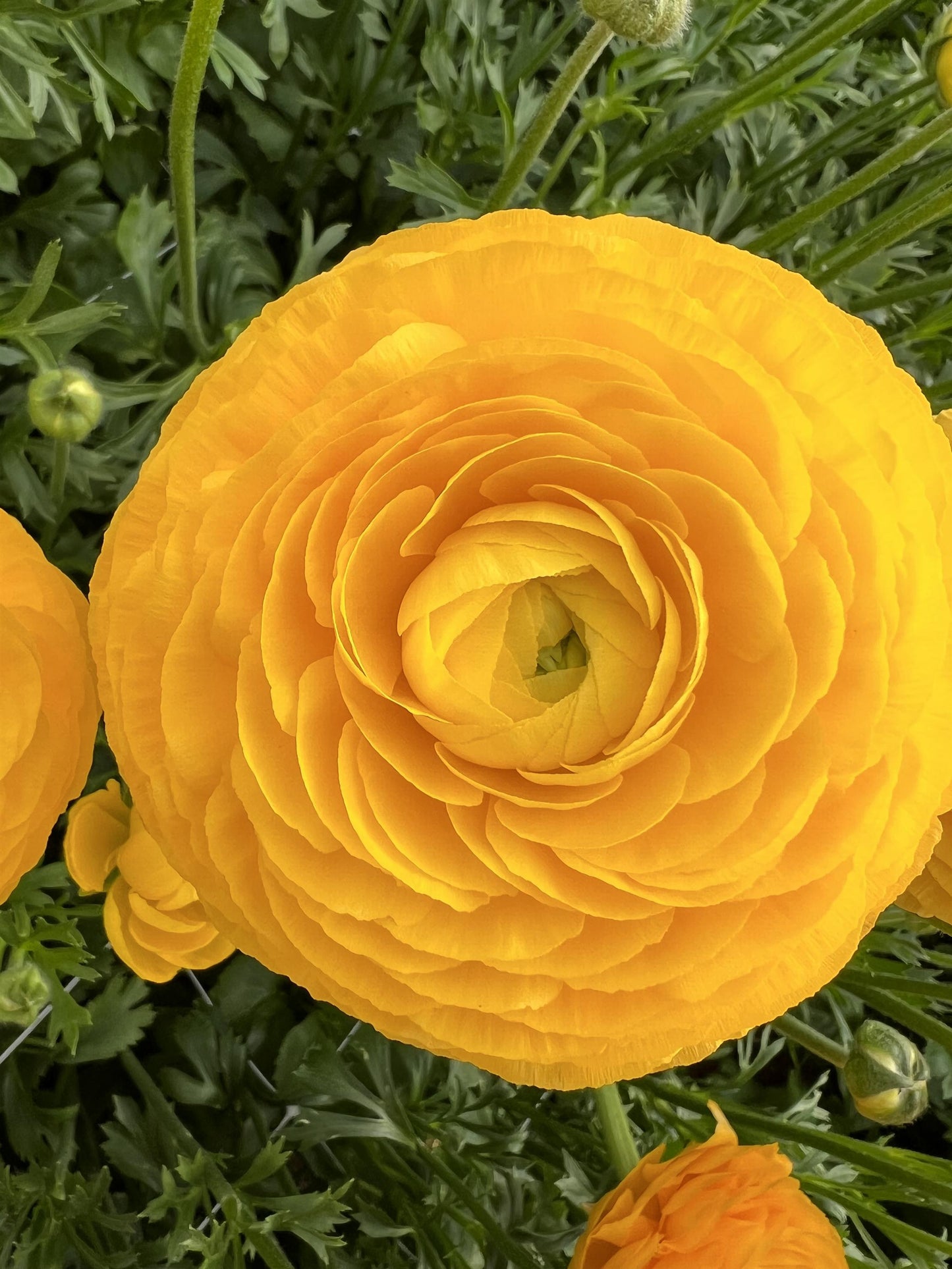 Ranunculus Half clone Pergold