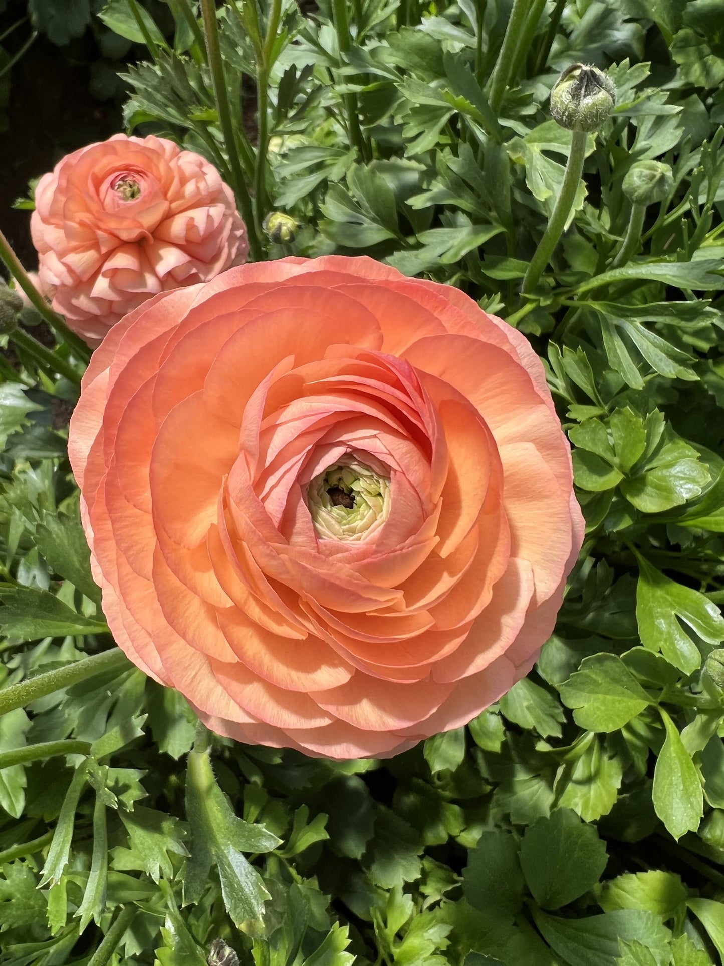 Ranunculus Half Clone Tango