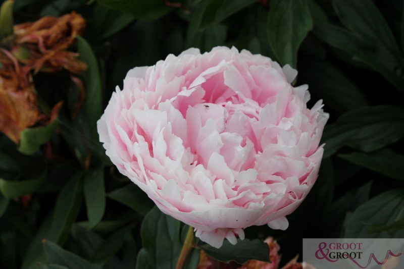 Sarah Bernhardt (5-8 eyes)