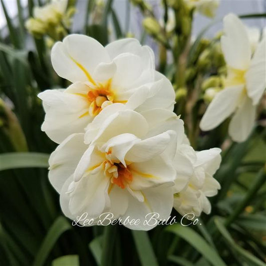 Daffodil Sir Winston Churchil