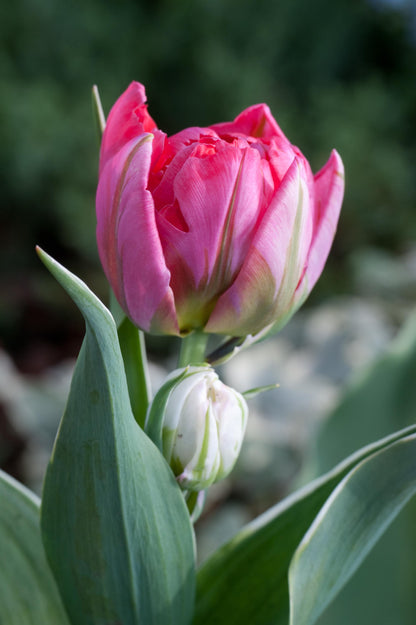 Tulip Flashpoint
