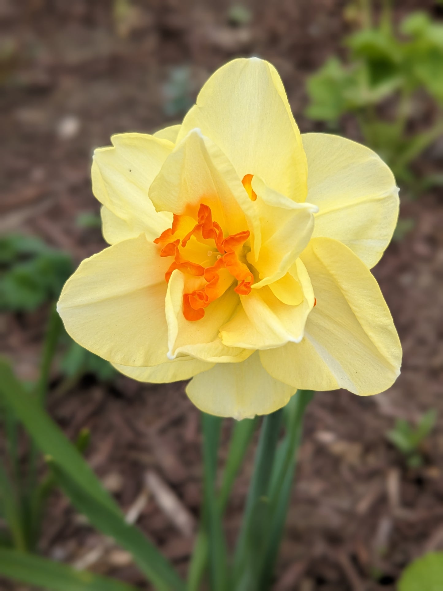 Daffodil Tahiti