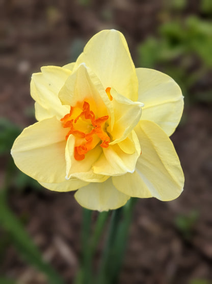 Daffodil Tahiti