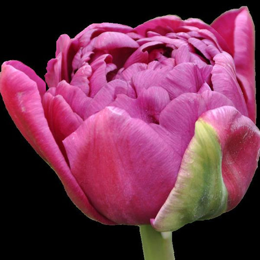 Tulip Amazing Grace