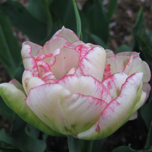 Tulip Belicia