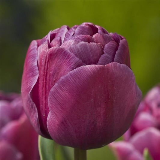 Tulip Blue Diamond