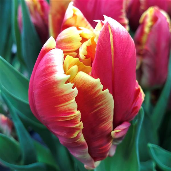 Tulip Dee Jay Parrot – Flora's Garden