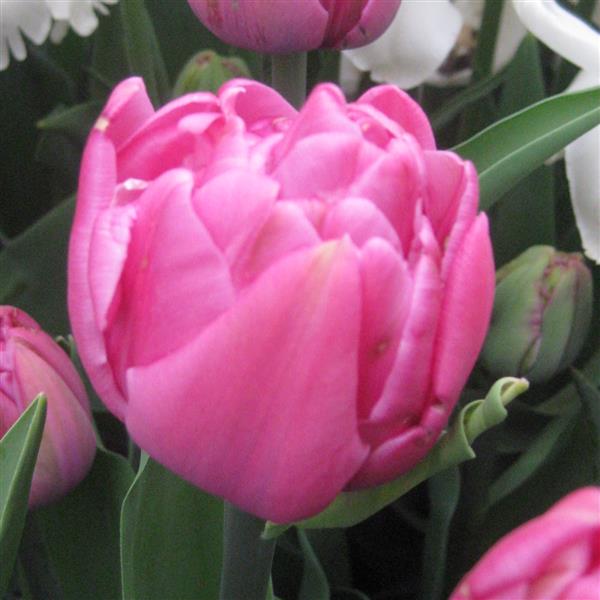 Tulip Double You