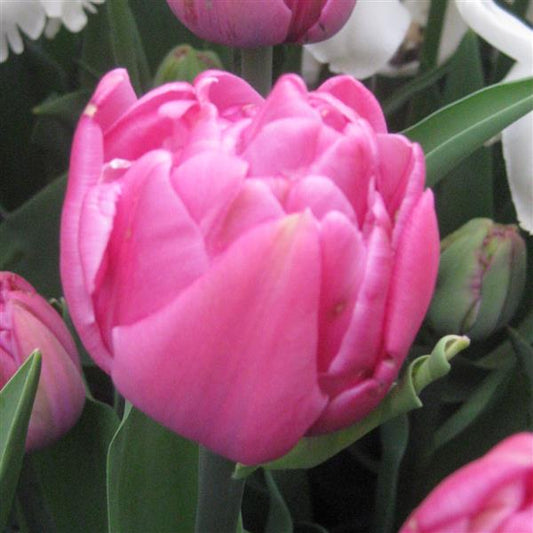 Tulip Double You