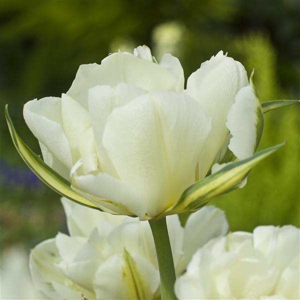Tulip Exotic Emperor