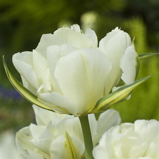 Tulip Exotic Emperor