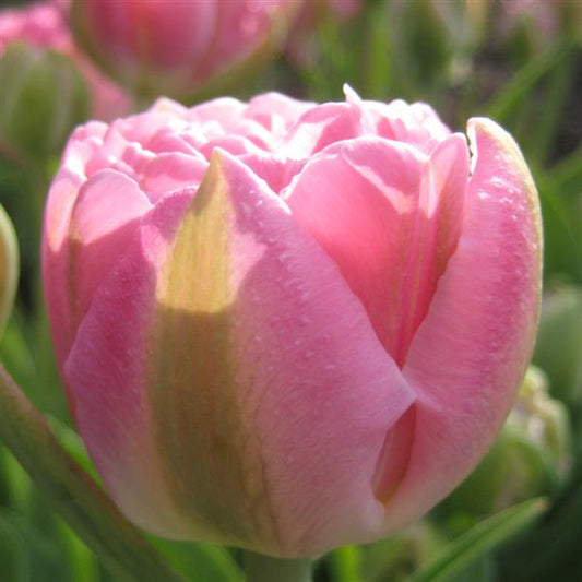 Tulip Finola
