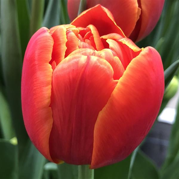 Tulip Icoon
