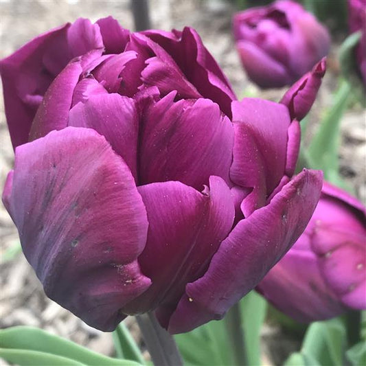 Tulip Negrita Double
