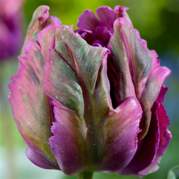 Tulip Negrita Parrot