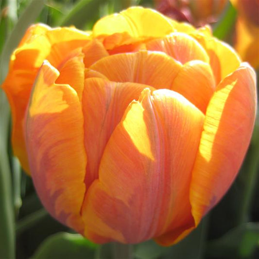 Tulip Orange Princess