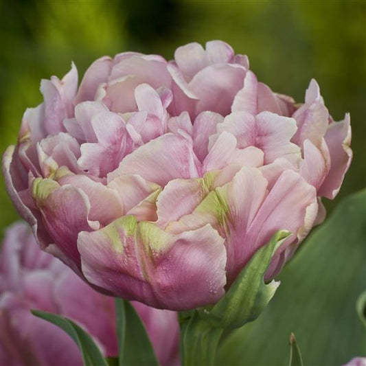 Tulip Pink Star